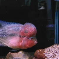 فلاور بالغ مولد