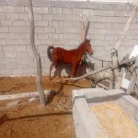 اسب|اسب و تجهیزات اسبسواری|خورموج, |دیوار