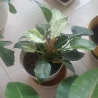 گلدان طبیعی