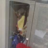 تخت خواب دو طبق کودک و نوجوان|تخت و سرویس خواب|ملارد, |دیوار