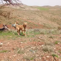 سگ گله