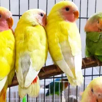 طوطی برزیلی  زیبا و فول دستی