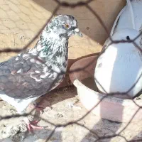 درود کبوتر ساعت سنگین همه بالای ۶ساعت