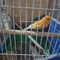 قناری نر|پرنده|فرخ‌شهر, |دیوار