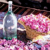 گلاب گیری به صورت دستمزدی
