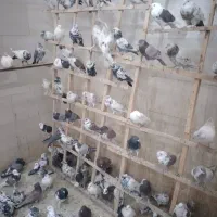 کبوتر های تهرانی و کاشانی و کبوتر چادری