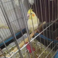 ۲عروس هلندی