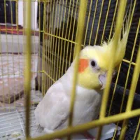 فروش عروس هلندی|پرنده|نورآباد, |دیوار