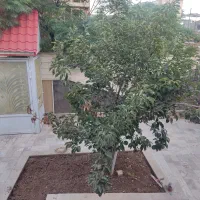 فروش و یا تهاتر منزل مسکونی ویلایی|فروش خانه و ویلا|محلات, |دیوار