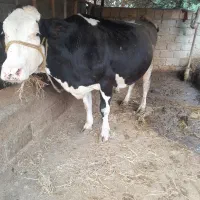 گاو شیرده ۸ماهه باردار وروزانه تا ۲۵ کیلو شیر