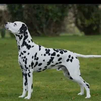 سگ دالمیشن