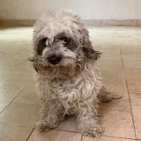 گم شده سگ نژاد تریر