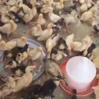 اردک دوماهه ۱۸عدد
