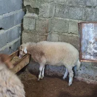 ۳عددبره شیرمست عروسک