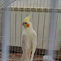 فروش عروس هلندی