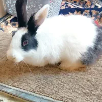 خرگوش|موش و خرگوش|مریوان, |دیوار