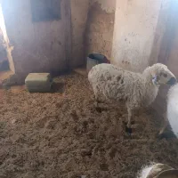 میش|حیوانات مزرعه|درمیان, |دیوار