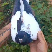 ابلغ افغانی گل سرخ