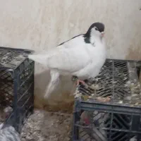 کفتر پرشی با کفتر مشهدی|پرنده|سمنان, |دیوار