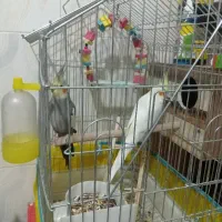 عروس هلندی مولد