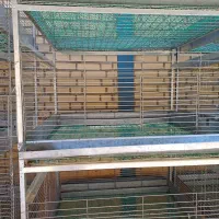 قفس پروش بلدرچین|لوازم جانبی حیوانات|اراک, |دیوار