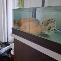 یک جفت ماهی اکواریوم اسکار نر و ماده|ماهی|فولادشهر, مسکن مهر فولادشهر|دیوار