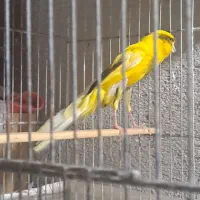 قناری نر وماده رسمی بلند