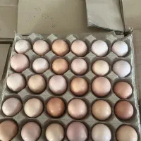 فروش تخم مرغ گلپایگان