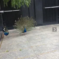 طاووس نر هندی بالغ ۳ ساله