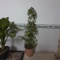 گل شفلرا|گل و گیاه طبیعی|سبزوار, قصبه شرقی|دیوار