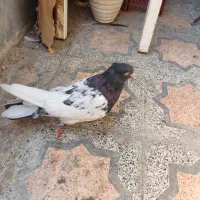 کبوتر