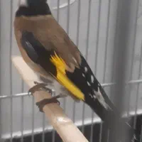 سهره خوش آواز|پرنده|تهران, صد دستگاه|دیوار