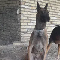 سگ مالینویز خالص