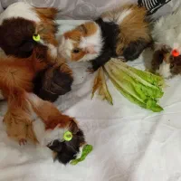 خوکچه هندی فشن|موش و خرگوش|شهرکرد, |دیوار