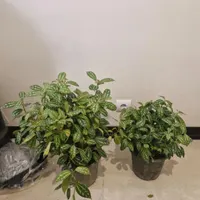 گل آپارتمانی  گیاه آپارتمانی گیاه خانگی گل خانگی|گل و گیاه طبیعی|تهران, درکه|دیوار