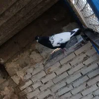 اهواز کوتعبدالله کانتکس