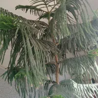 کل مطبق سرحال|گل و گیاه طبیعی|قم, پردیسان|دیوار