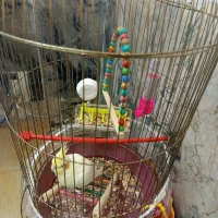 عروس هلندی ماده