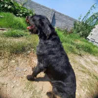 سگ شکاری موسیمی المان|سگ|دابودشت, |دیوار