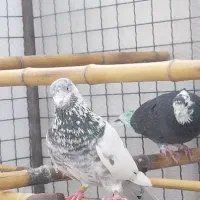 کفتر پرشی ضمانتی