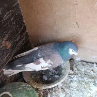 خوشرنگ یال افشون چاپی،طوقی همدانی