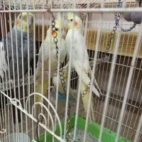 فروش جوجه عروس هلندی .کاملا رام۸۸۱۴۵۵۷ ۰۹۱۱