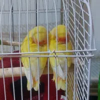 برزیلی صورت هلویی گمشده