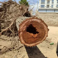 خریدو فروش چوب هیزمی و صنعتی|خدمات باغبانی و درختکاری|کرج, اتمسفر|دیوار