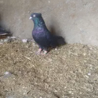 کلاغ کرمونی نر