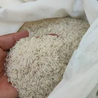 برنج شمال طارم و هاشمی مازندران