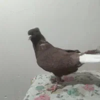 کبوترسرخ زرد دمسفید