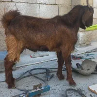 بزغاله نر