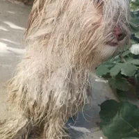 سگ پاکوتاه