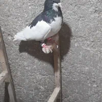 یال سیاه|پرنده|شیراز, کاراندیش|دیوار